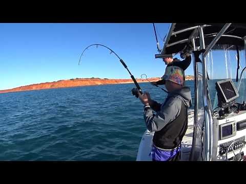 Mulloway fight on Hamachi Agera 5000 swx reel + Nano Xylimum pe2-5 jig rod