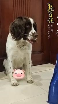 仔仔：对不起，我挺了，可实在挺不住啊……#蓝氏乳鸽狗粮#蓝氏狗粮#狗粮推荐#史宾格#就要随心地花
