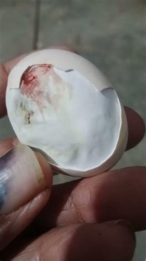 Amazingly baby chicken hatching