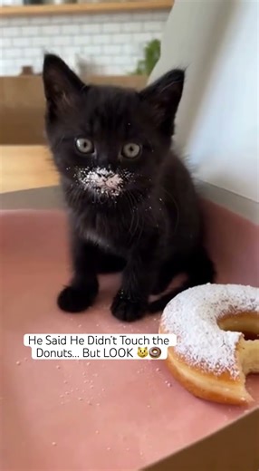 When You Try to Act Innocent but the Evidence Is Everywhere 😹