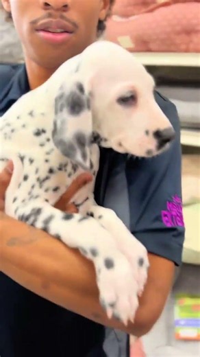 And They Called It Dalmatian Love! 🐾🤍 Dalmatian Puppy | Petland Oklahoma City ✨