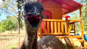 Bushy the Kimberley emu lives the high life at Derby animal sanctuary