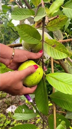 Jambu Kristal Putih #jambukristalmerah