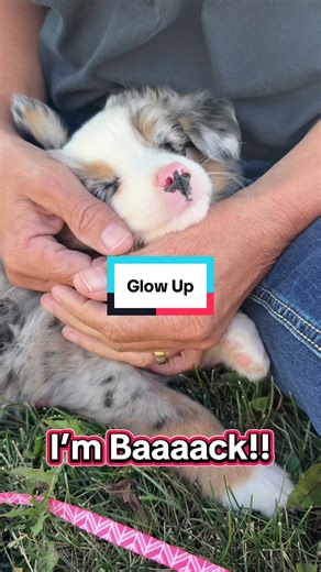 We’ve missed everyone! Ivy has grown so much, we’ve just been super busy traveling and lost track of our account. But we’re back! #miniaustralianshepherd #glowup #miniaussielife #dogsoftiktok #dogssupportingdogs
