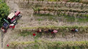 Grape harvesting. viticulture. Top view. handmade harvesting of vineyard. Farmers cut bunches of ripe grapes and put in large buckets. Next, the grapes are poured into the back of a tractor for