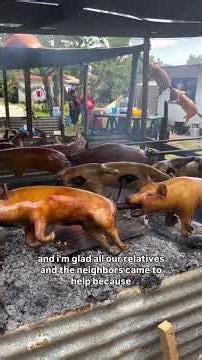 Tongan Feast Preparation #feast #tonga