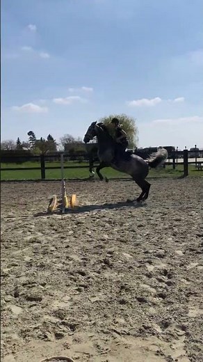 Rider falls off horse after failed jump attempt in Grimbergen, Belgium