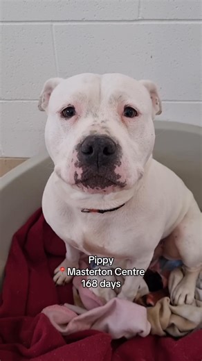 Today is World Pet Day 🐾 As we all celebrate the joy that pets bring into our lives, it's also a good time to think about how you can help Clear the Shelters. These are some of our longest-stay dogs around the country, who have been waiting to find their families for longer than most through no fault of their own. They're loving, playful, sweet, and loyal, and every day is a new chance for someone to pick them. Today, could that someone be you? This weekend is also your last chance to save 50% 