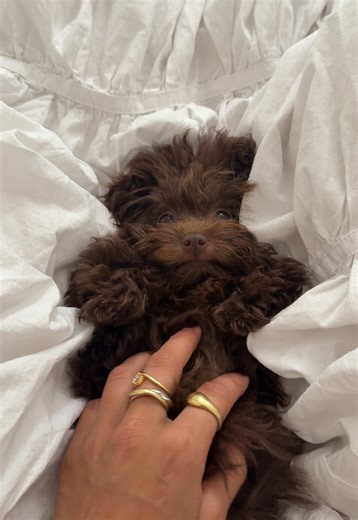 Adorable Toy Poodle Puppy Moments to Brighten Your Day