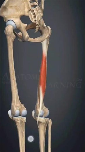👉 Полусухожильная мышца — Musculus semitendinosus ✅