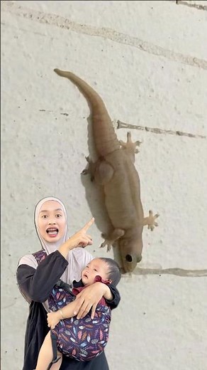 What does a gecko sound like?