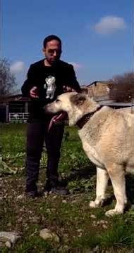 🇮🇷 سگ‌های اصیل ایرانی | 🇩🇪 Iranische Hunderassen | 🇺🇸 Iranian Dog Breeds