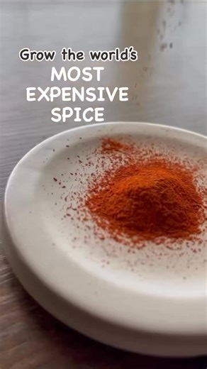 🌸 Saffron is the world’s most expensive spice—and it comes from a crocus flower. Each flower produces just three tiny red threads, which have to be harvested by hand. It takes thousands of flowers to make a single pound, which is why saffron can be worth more than gold by weight. Saffron grows best in zones 4–10, prefers well-drained soil, and doesn’t need fancy fertilizers or constant watering. In fact, overwatering is one of the fastest ways to kill it. The flowers are purple, the threads are