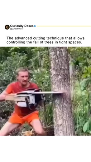 Picpac on Instagram: "Tree felling using the mortise and tenon technique is considered one of the most advanced and precise practices in forestry work. In this method, the trunk is carefully sculpted to create a joint between the base (mortise) and a wooden tongue left on the trunk itself (tenon). This joint holds the tree upright even after the main cut, giving the operator additional time and control. This interval is crucial for applying auxiliary tools, such as wedges, ropes, or even machine