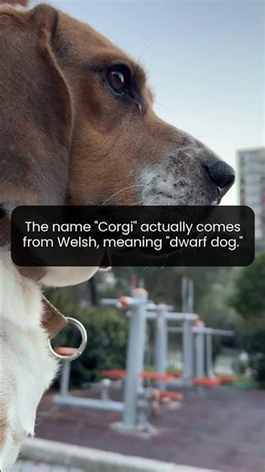 Why is the Corgi called the dwarf dog of Wales