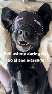 SPAWDAY! SOUND ON 🔉This is from the summer when I got a lip and eye mask 😇#dogs #dogsofinstagram #labrador #massage #cute #labsofinsta #spa #spawday | Elvisbatzthelab