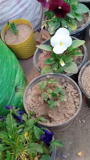 My Terrace Garden Update 🌿 | Plant Growth, New Additions & Tips