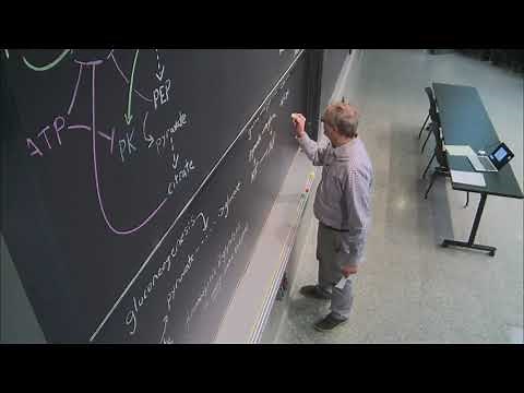 22. Glucogenesis/Carbohydrate Storage/TCA Cycle I