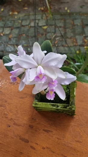 Cattleya violacea 'Rio Madeira'. Mais uma bela floração dessa bela variedade. | Marcelo Leal Orchids
