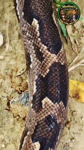 Indian Rock Python: The Giant Snake That Swallows Huge Prey! 🐍😱 #Shorts