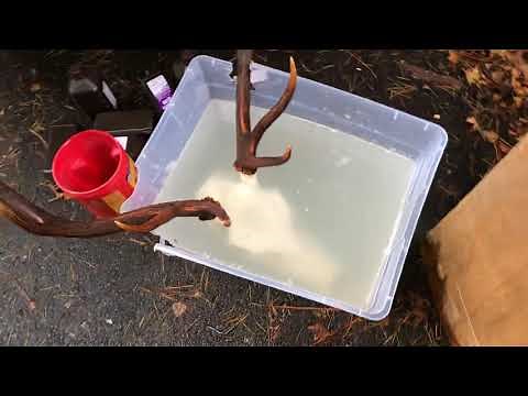 $10 Skull Bleach!! 2019 Blacktail & Roosevelt Hydrogen Peroxide & Water