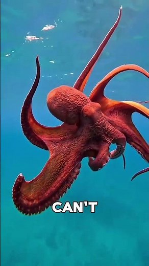 The Color-Changing Master_ Octopus #shorts #animals #wildlife