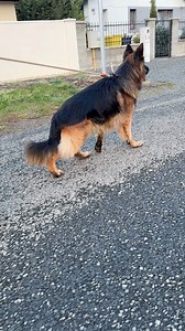 Walking time #germanshepherd #dog #Lovely #walking #doglover | EVO the German Shepherd