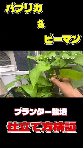 【北九州市小倉南区】 パプリカとピーマンの仕立て方は２本？それとも３本？本編はチャンネルからどうぞ ＃北九州市