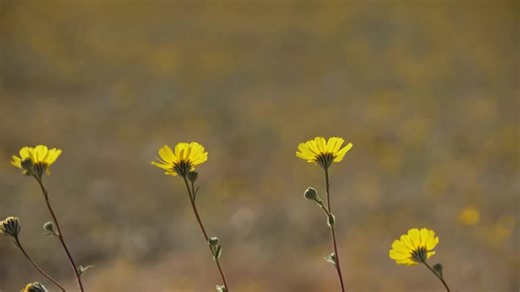 California's Death Valley blooms with colorful wildflowers
