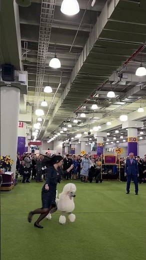 The surprising history of the Standard Poodle