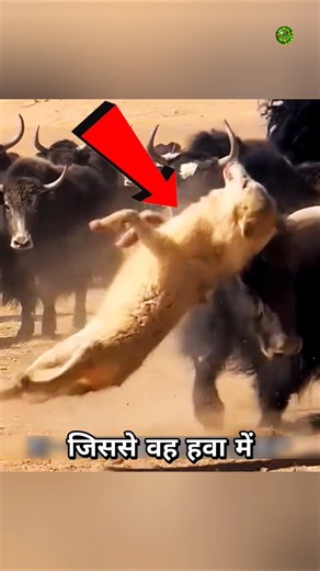 Wolf plays dead to escape death🫪 #shorts #animals