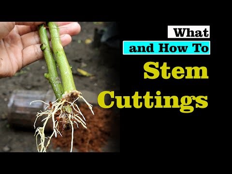 Stem Cutting: A Simple Propagation method