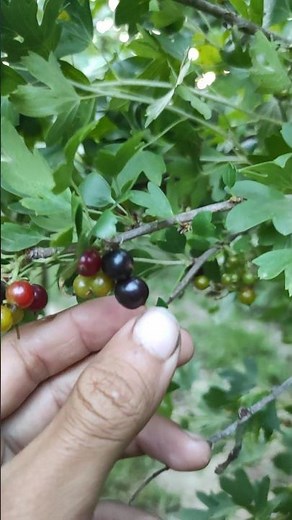 Handpicked Blackcurrants From the Garden