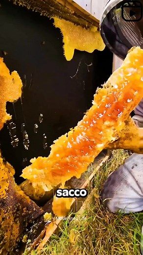 155K views · 739 reactions | Le Api Non Costruiscono L’Alveare Da Sole! | أخبار إيطاليا بالعربية | Facebook