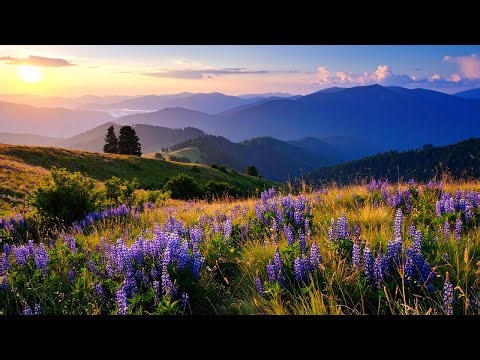 Relaxing Forest Ambience, Meadow Birds Chirping Peaceful Nature, Meditation Healing Sounds [4K]