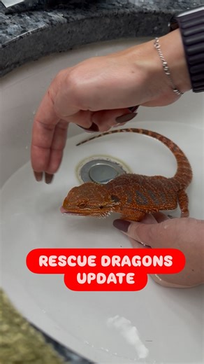 Valerie Nikitenko on Instagram: "❤️‍🔥UPDATE UPDATE UPDATE❤️‍🔥 First of all 🙏THANK YOU FOR YOUR SUPPORT🙏 All dragons are separated. Every dragon has new UVB, personal heat lamp with basking spot and an individual cat in tank. Just kidding. No more cats. I gave all dragons temporary names. Their new Moms and Dads will call them what they like! So… We have here 2 boys - Winter (187g) and Autumn (100g) - and 2 girls Spring (176g) and Summer (168g). Winter’s tail was injured long time ago. Vet wi