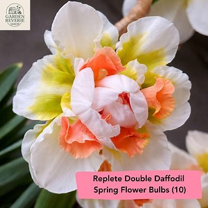 Replete Double Daffodil Bulbs – Spring Flowering Narcissus – 10 Bulbs - Etsy
