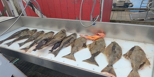 Daily limits for Halibut to remain the same in 2026