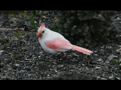 leucistic cardinal - Most beautiful bird in WORLD