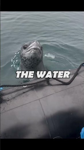 Leopard Seal Patrolling to hunt Penguins #youtubeshorts #sea #seal #hunting #shorts