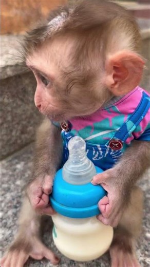Baby monkey chewing on a milk bottle