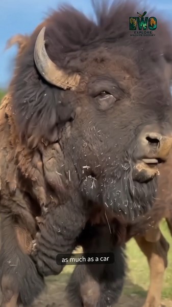 This Is Why You Don’t Approach a Bison. #documentary#usashorts#fyp