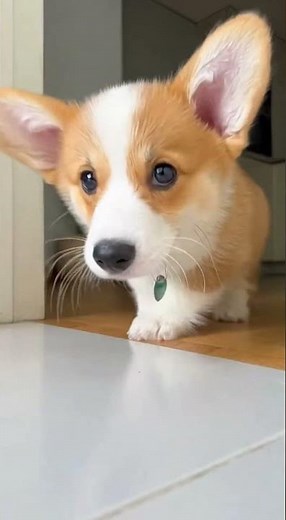 Kitten Knocks Over Honey — Puppy Slips & Slides Everywhere! 🐱🍯🐶