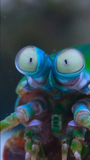 🦐 Mantis Shrimp: The Ocean's Most Powerful Punch! 💥🌊*