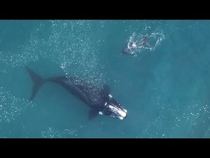 Relaxing Water Worlds | The Wild Place | BBC Earth