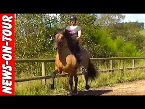 Das Islandpferd Gangsalat 1.0 (Neu) Schritt, Trab, Galopp, Tölt, Pass