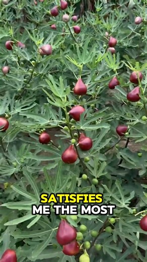 Dwarf Fig Tree | SRK