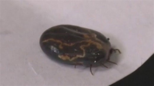 Ticks spreading in Illinois, health officials say
