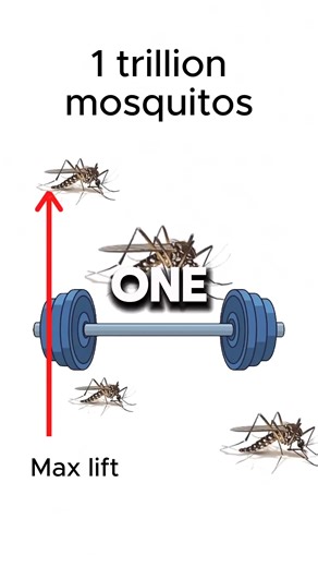 Mosquitoes vs the World's Largest Plane: A Fun Experiment