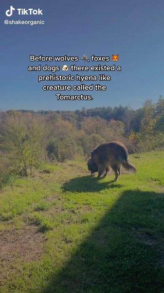 Tomarctus: Ancestor of Dogs and Wolves Explained